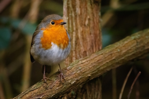 European robin sitting on a tree branch in a forest