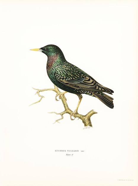 Free Photo european starling (sturnus vulgaris) illustrated by the von wright brothers.