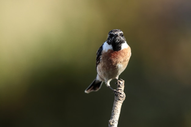 Free Photo european stonechat saxicola rubicola, malta, mediterranean