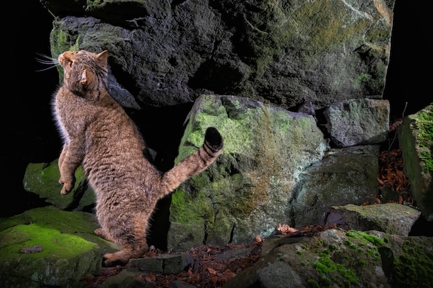 European wildcat in beautiful nature habitat