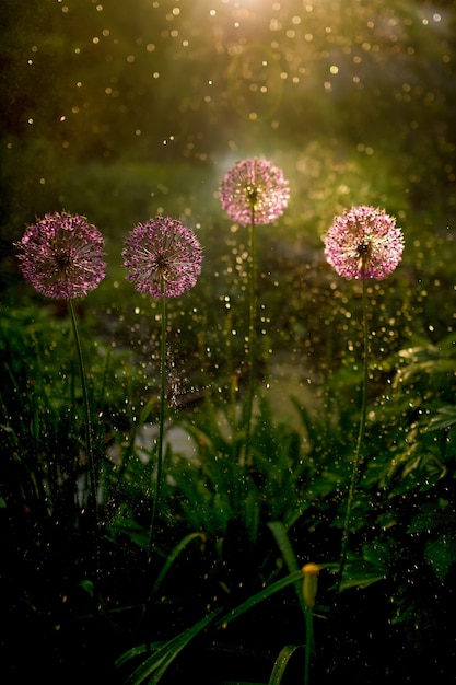 Evening light shines over green grass and field flowers