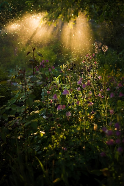 Free photo evening light shines over green grass and field flowers