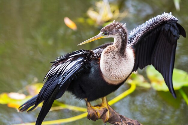 Everglades birds