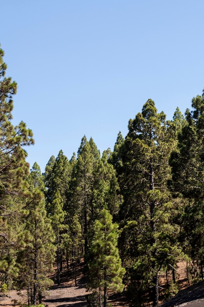 Free photo evergreen forest with clear sky