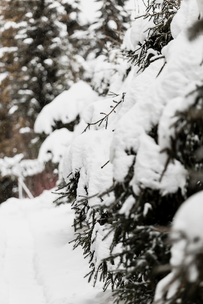 Evergreen trees in snow