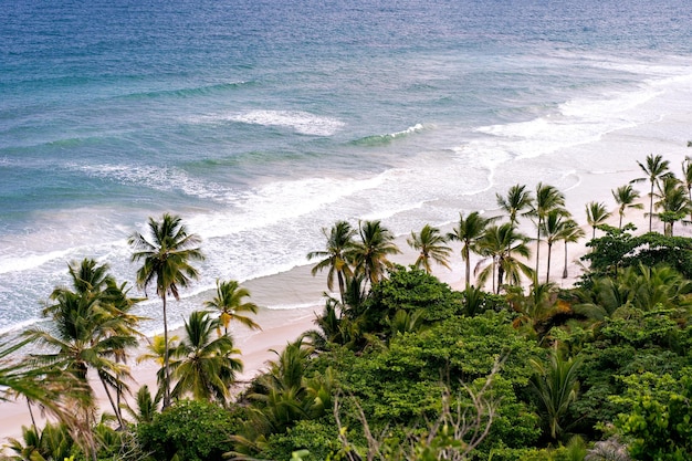 Exotic beach top view, ocean and palm trees.