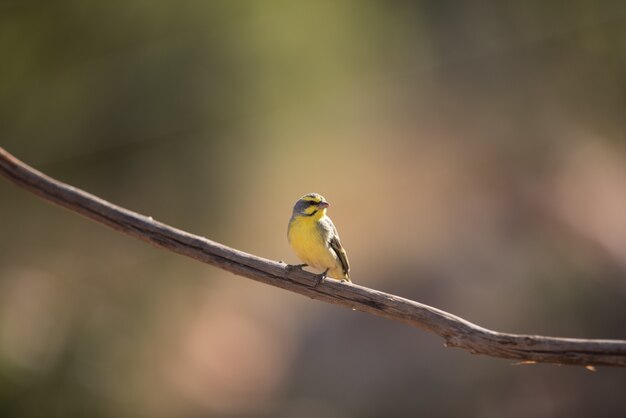 exotic bird on a branch of wood