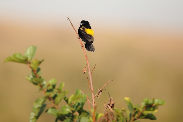 Free photo exotic black bird sitting on a small branch