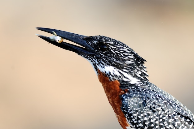 Free photo exotic black bird with a small fish in its beak