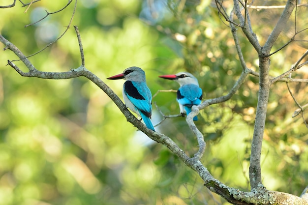 Exotic blue birds sitting on a branch of a tree captured in the African jungles