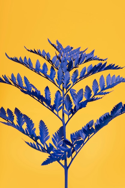 Free photo exotic blue plant with yellow background