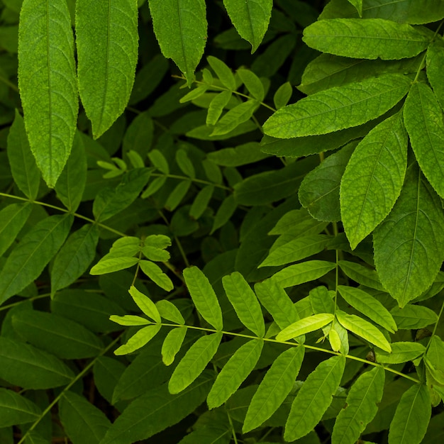 Free photo exotic foliage and plants