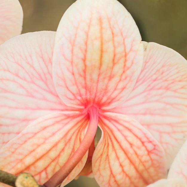 Exotic fresh pink bloom