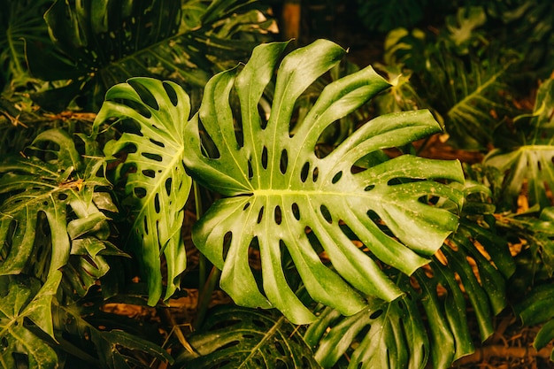 Exotic green leaf