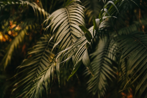 Free photo exotic green leaves