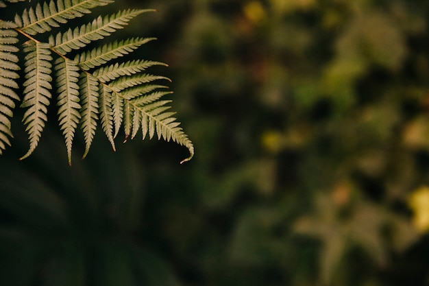 Free photo exotic leaf on blurred background