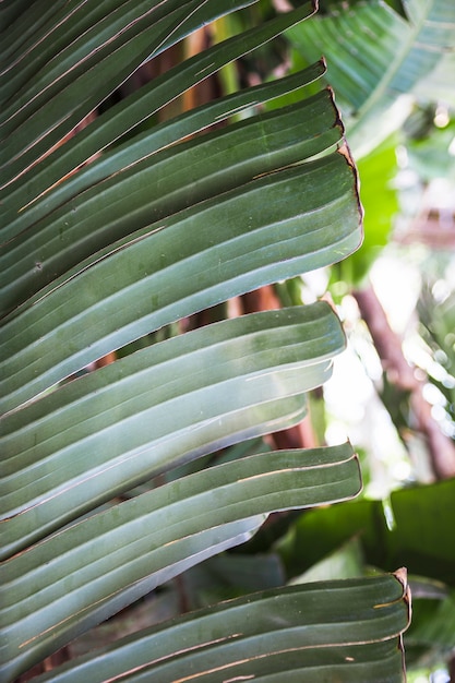 Exotic leaf with dry ends