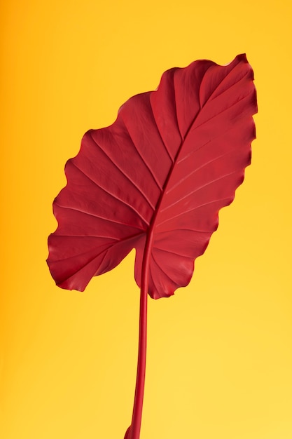 Free photo exotic leaf with yellow background still life