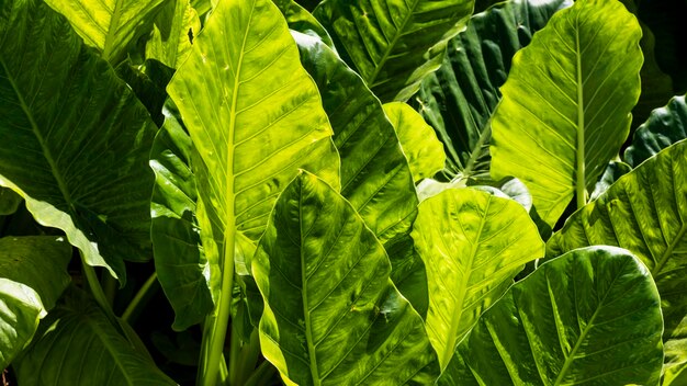 Exotic leaves in the sun outdoors