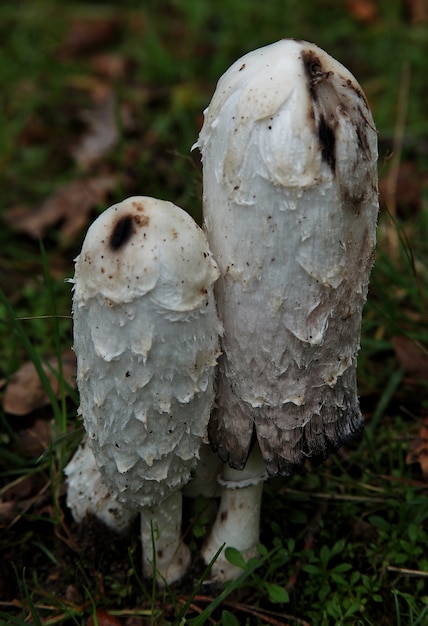 Exotic mushrooms on the grass covered field