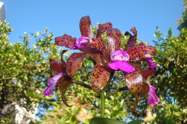 Exotic orchid flower