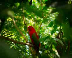 Free photo exotic parrot in jungle