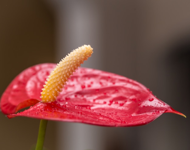 Free photo exotic red flower closeup with water drops