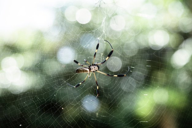 Free Photo exotic spider on web closeup