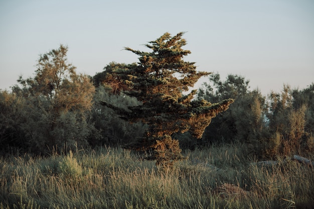 Free photo exotic tree on a field of grass surrounded by trees with the cloudy sky in the