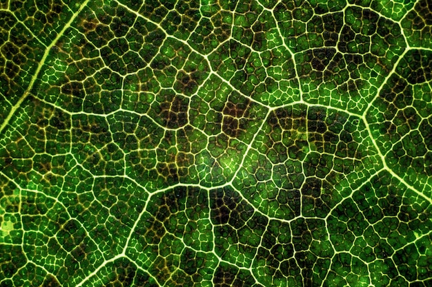 Free Photo exotic tree leaf with interesting texture