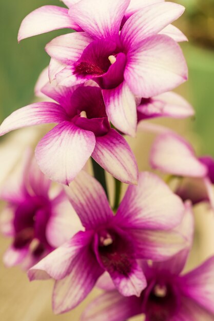 Exotic white and violet blooms