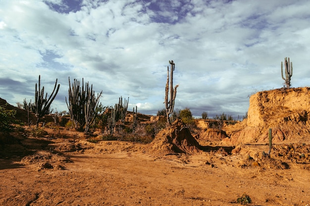 Exotic wild plants growing among the sandy rocks in the Tatacoa Desert, Colombia