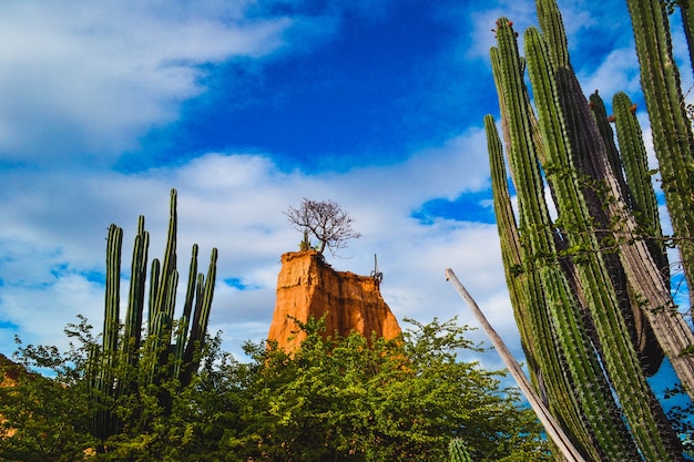 Exotic wild plants and a rock under the cloudy sky in the Tatacoa Desert, Colombia