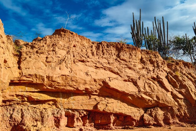 Exotic wild plants on the sandy rocks at the Tatacoa Desert, Colombia