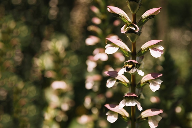 Exotic wildflower in bloom