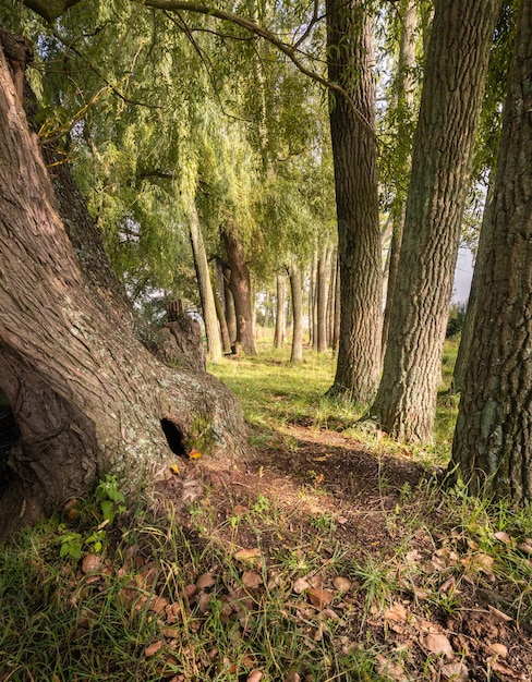 Free photo exploring hiking trails