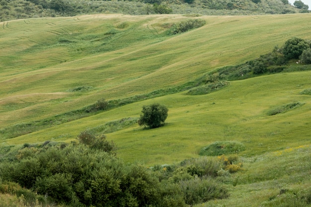 Free photo extra long shot peaceful landscape with trees