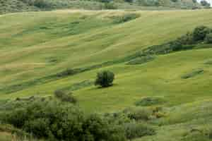 Free photo extra long shot peaceful landscape with trees