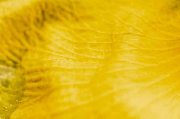 Free Photo extreme close-up bright yellow petal