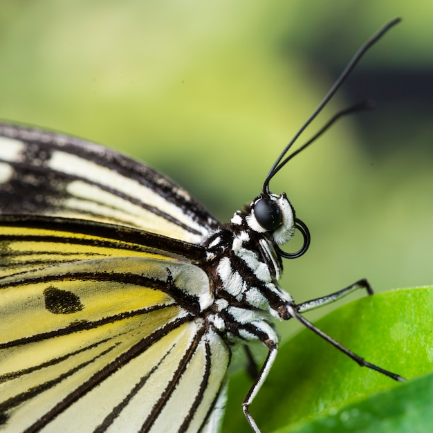 Free photo extreme close up butterfly on leaf