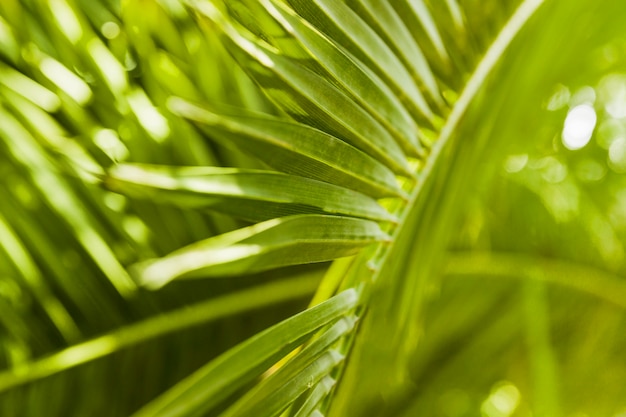 Extreme close up of green palm leaf in sunlight