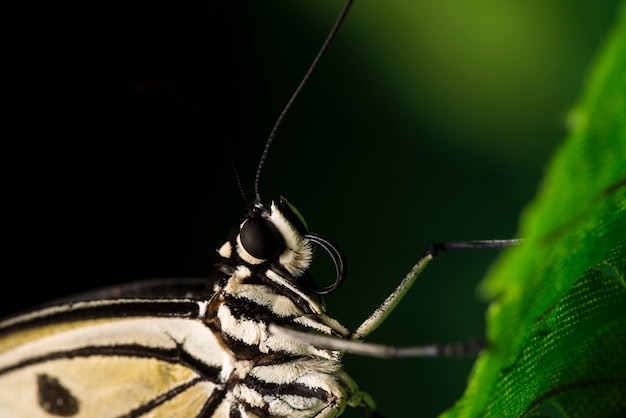 Free photo extreme close up pale butterfly on leaf