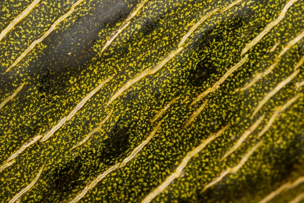 Extreme close-up of papaya peel