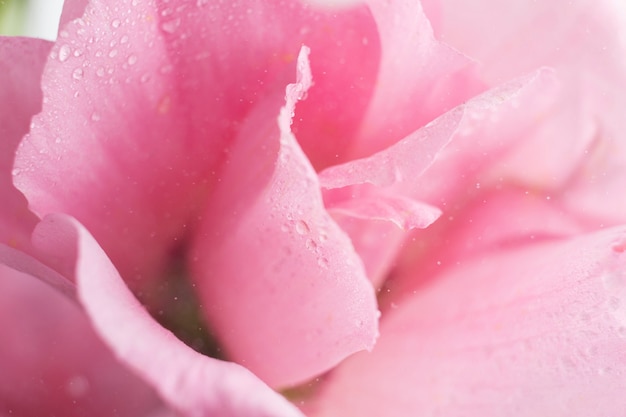 Free photo extreme close-up of a pink rose