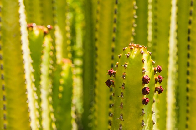 Extreme close-up of red cacti flowers