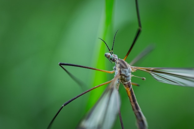 Extreme close up shot of a dragonfly sitting on a plant in a forest