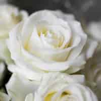 Free photo extreme close-up of white roses