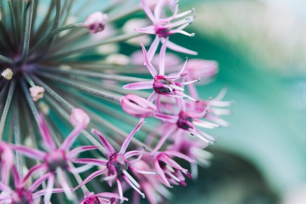 Extreme close-up of a wild flower