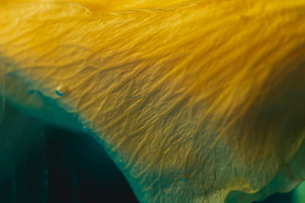 Free Photo extreme close-up yellow petal in blue water 