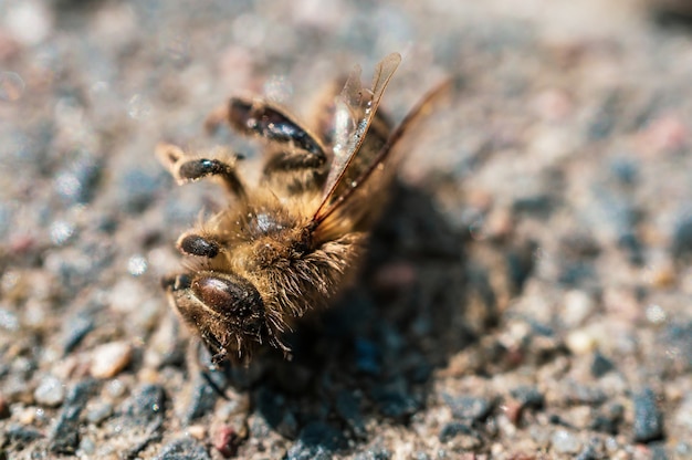 Free photo extreme closeup of a dead bee on a pebbled surface